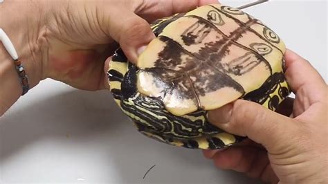 Pene De Tortuga