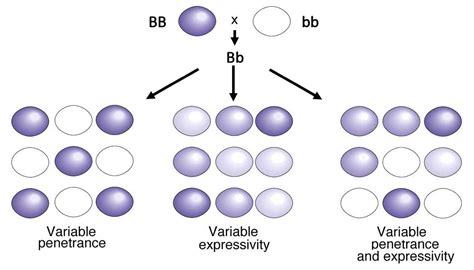 Penetrance Vs Expressivity