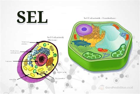 pengertian sel