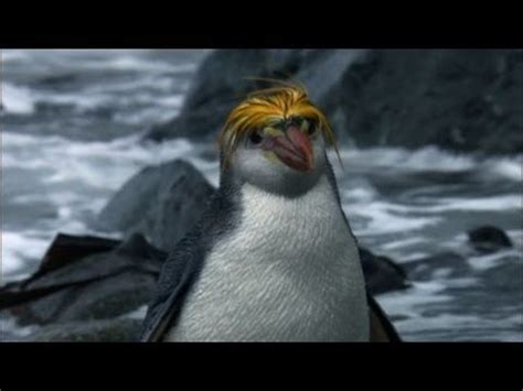 Penguin Benedict Cumberbatch