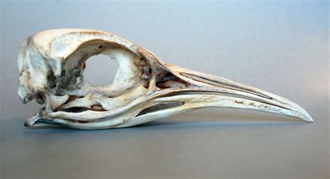 penguin skull