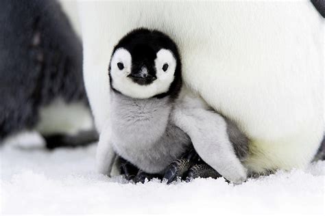 Download Penguin Chick Study Guide 
