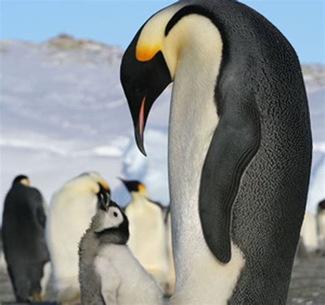 penguins smithsonian