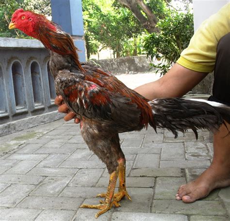 Penilaiantentang Adu Ayam Bangkok Burma    By Leansolitude5221 - Situs Judi Ayam Bangkok Online