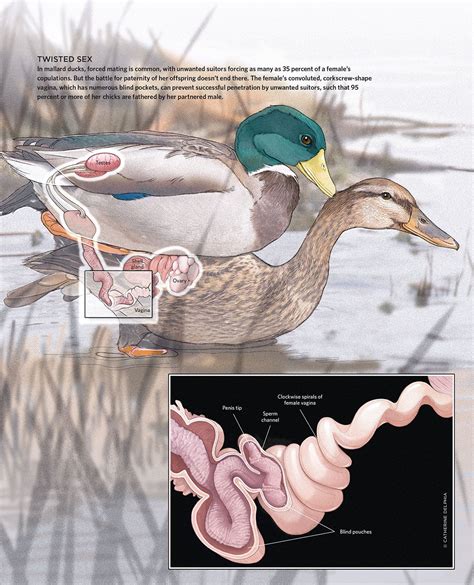 Penis Do Pato