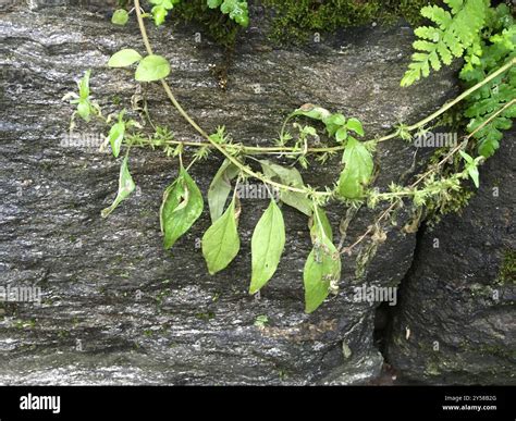 pennsylvania pellitory