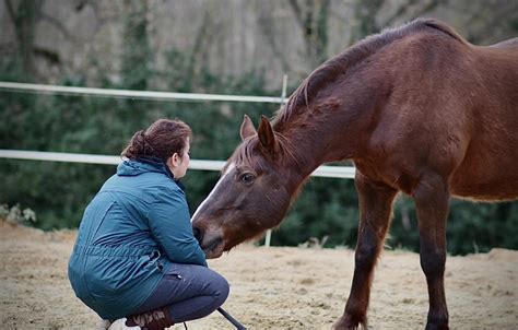 penser cheval