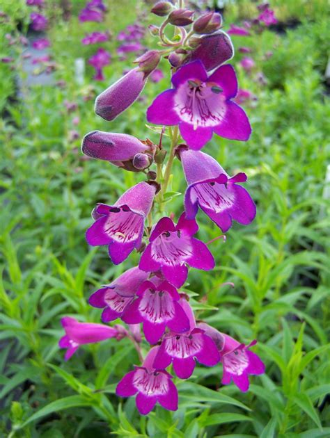 penstemon