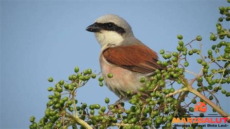 pentet | bt bi 4 mu pentet Websosanh