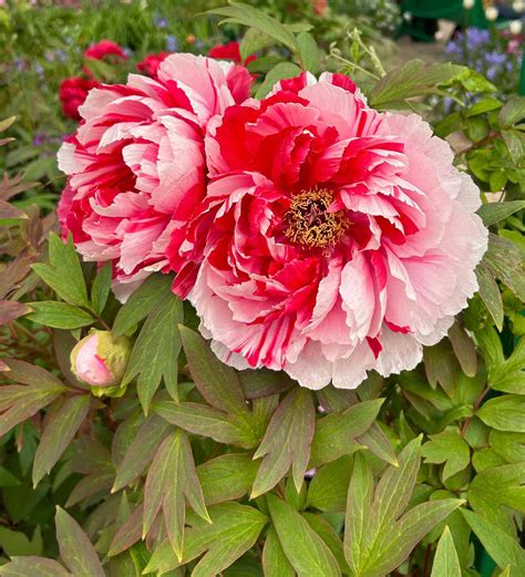 peonies colors