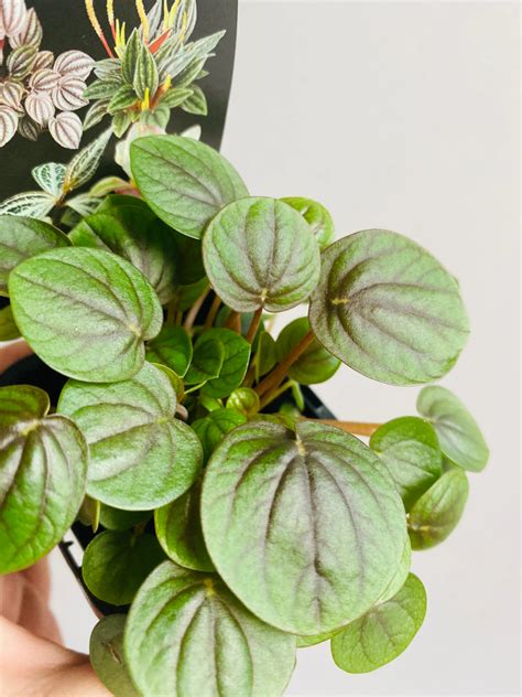 peperomia ruby cascade safe for cats