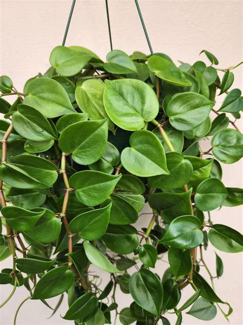 peperomia scandens