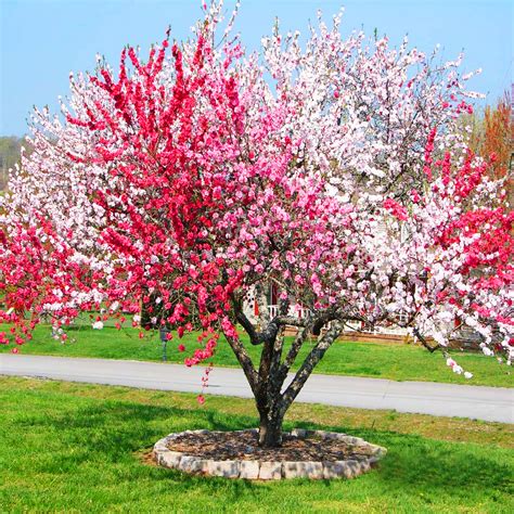 Peppermint Flowering Peach Trees For Sale Willis Orchard Peppermint Flowering Peach Tree - Peppermint Flowering Peach Tree
