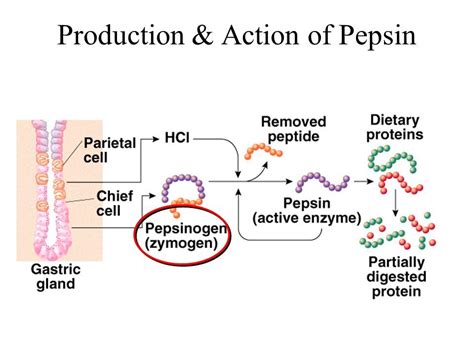 Pepsinogen Hcl