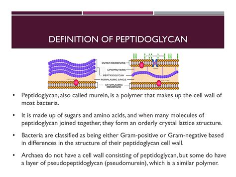 Peptidoglycan
