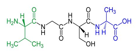 peptidos-1