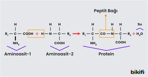 Peptit Bağı Nedir