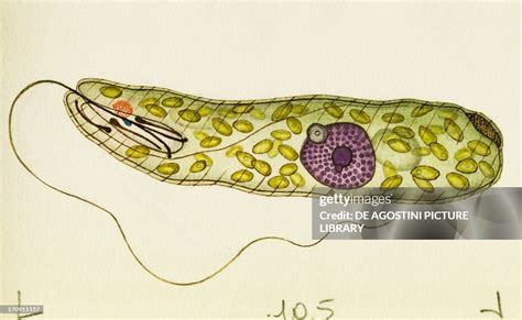 peranema | Peranema Tumbuhan Laut Plantamor Spesies Terbaru