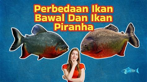 perbedaan ikan bawal dan piranha