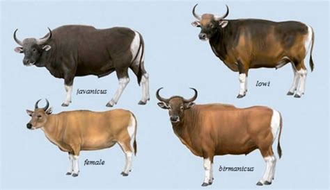 perbedaan sapi kerbau dan banteng