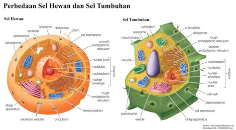 perbedaan sel hewan dan sel tumbuhan