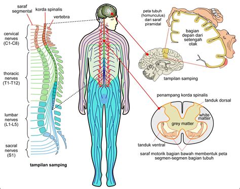 perbedaan sistem saraf pusat dan sistem saraf tepi