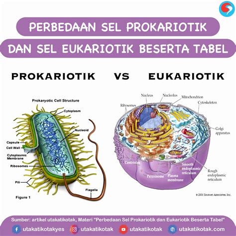 perbedaan struktur sel prokariot dan eukariot
