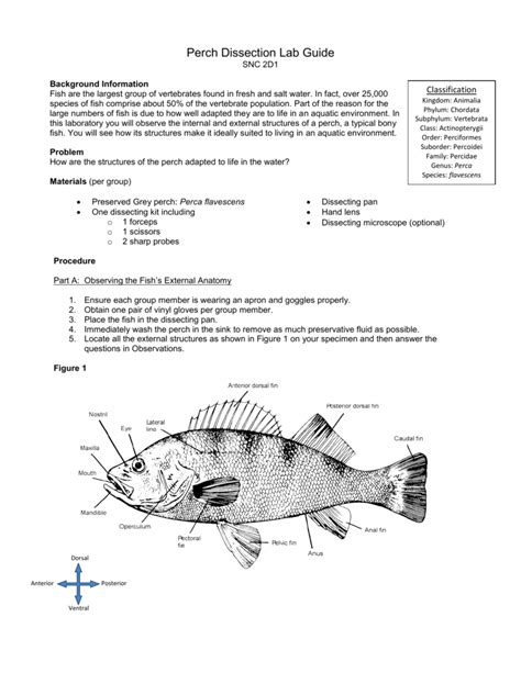 Perch Dissection Answer Key