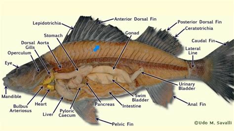 Full Download Perch Dissection Guide 
