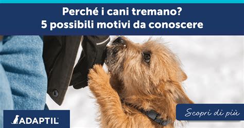 perche i cani tremano