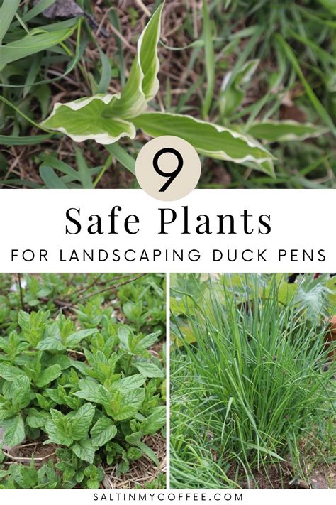 perennial duck plot - SCDUCKS.COM