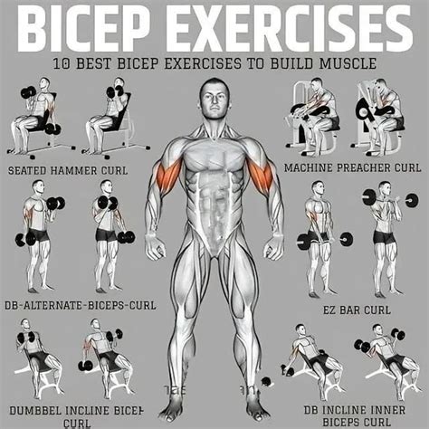 Perfect Bicep Workout