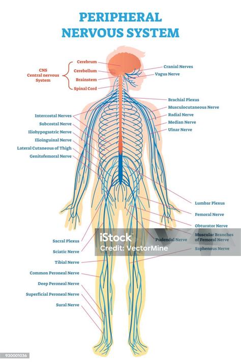 perifera nervsystemet engelska