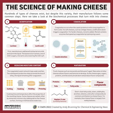Periodic Graphics The Science Of Making Cheese Science Of Cheese - Science Of Cheese