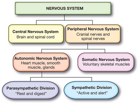 Peripheral Nervous System Pns Worksheet Flashcards Quizlet Central Nervous System Worksheet Answers - Central Nervous System Worksheet Answers