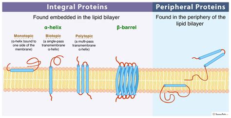 Peripheral Proteins