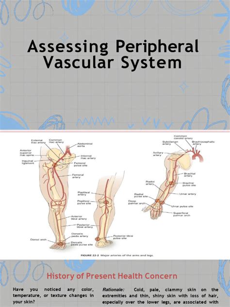 Peripheral Vascular System Exam Guide