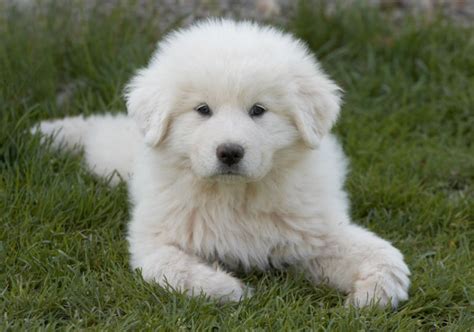 Permease Mountain Dog