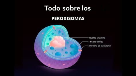 peroxisomas