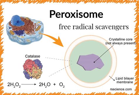 Peroxisome