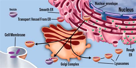 Peroxisome Endomembrane System