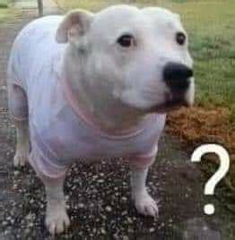 Perro Confundido Meme