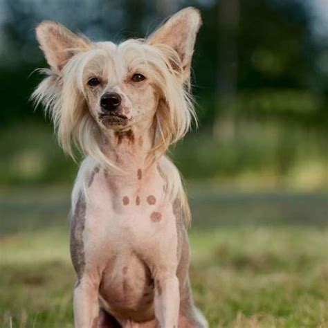 Perro Cresta China