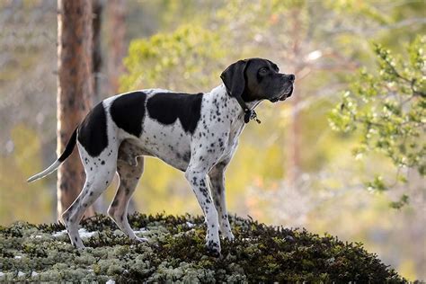 Perro Pointer Ingles