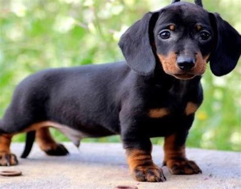 Perro Salchicha Mini