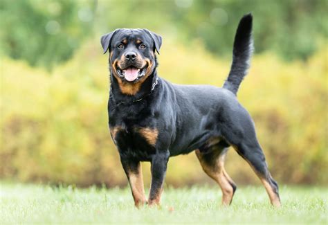 Perros Rod Wheeler