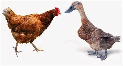 persamaan ayam dan bebek