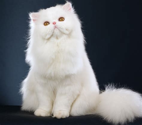 persia kucing