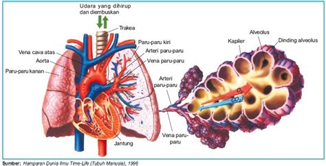 Pertukaran Gas di Alveoli Paru-Paru: Proses Vital untuk Hidup