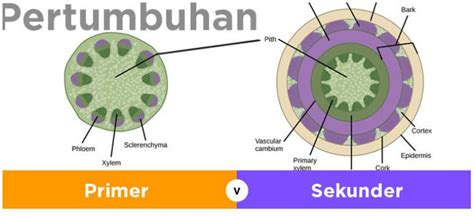 Pertumbuhan Primer Dan Sekunder